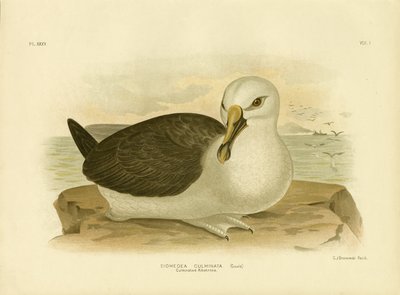 Albatros culminato, 1891 da Gracius Broinowski